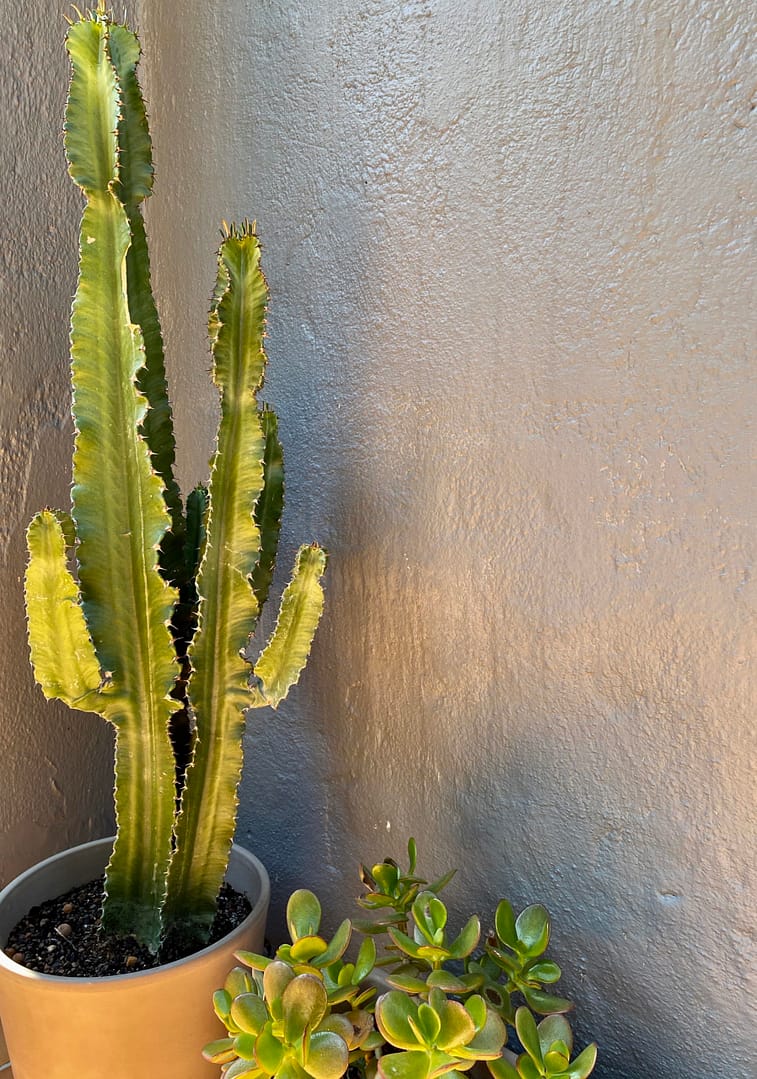 Cactus Plantes minimalism vintage design decoration