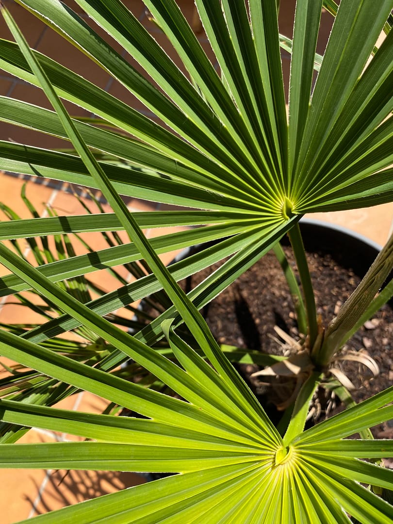 Côté Terrasse avec piscine soleil Terrasse sur Cour location vacances Avignon plantes