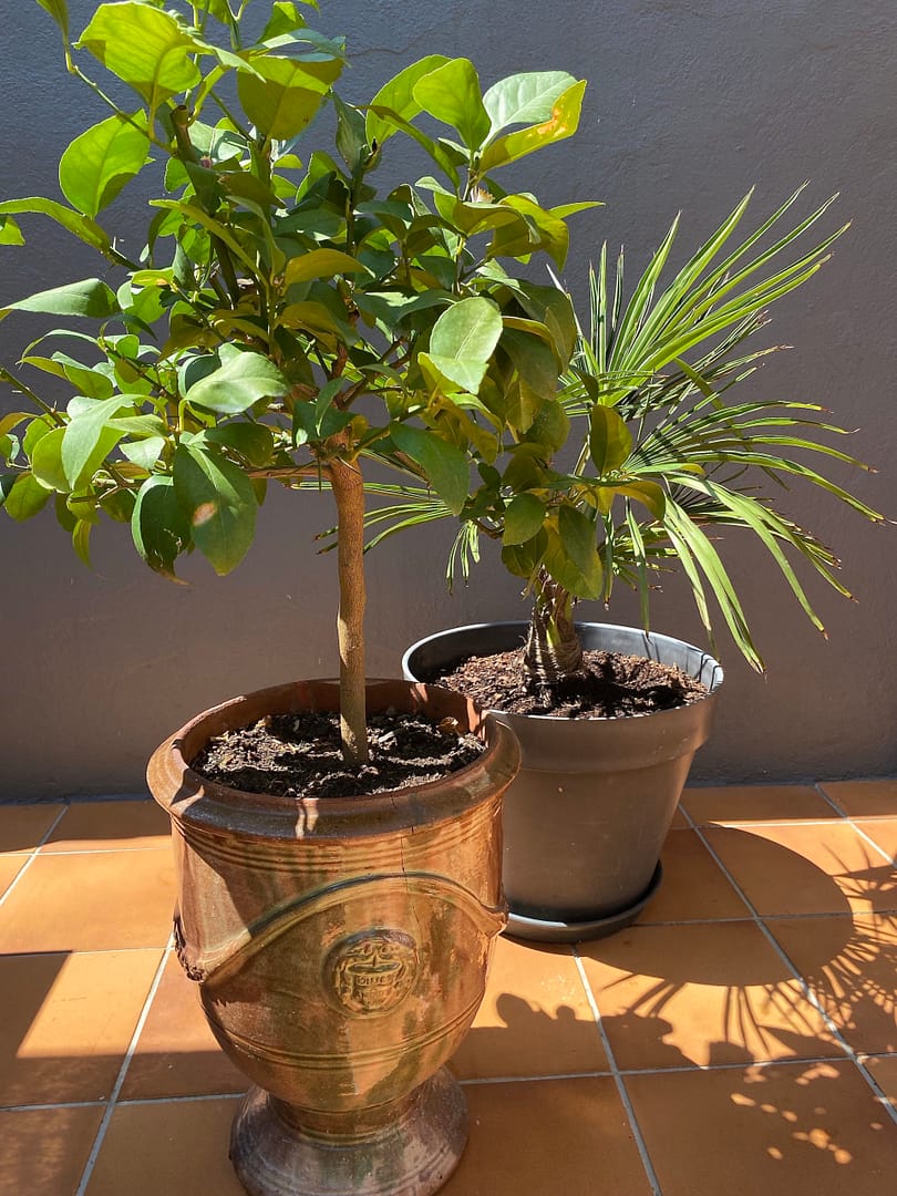 Côté Terrasse avec piscine soleil Terrasse sur Cour location vacances Avignon plantes
