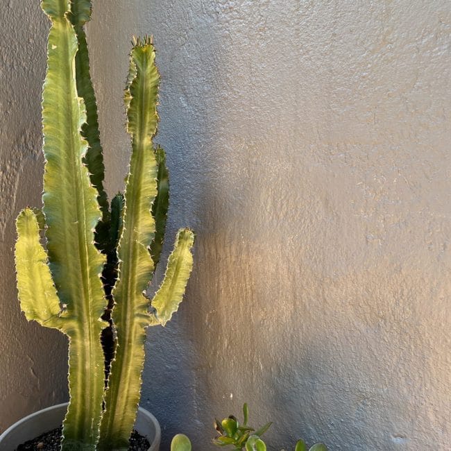 Cactus Plantes minimalism vintage design decoration